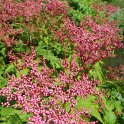 Filipendula purpurea fleur